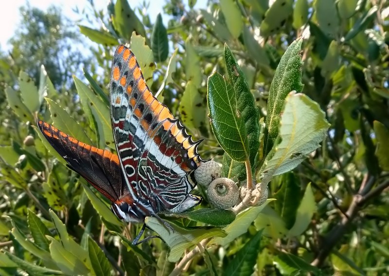 i Charaxes di Monte Malbe